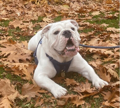 Un bouledogue blanc haletant avec une laisse et un harnais est allongé sur de l'herbe recouverte de feuilles mortes.