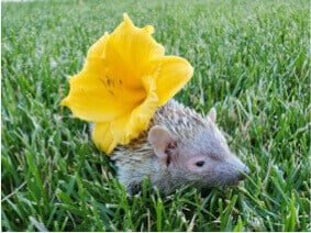 A hedgehog on grass with a yellow flower on its back.